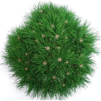 Svarttall – Pinus nigra 'Marie Bregeon' - C13 40-50 cm.