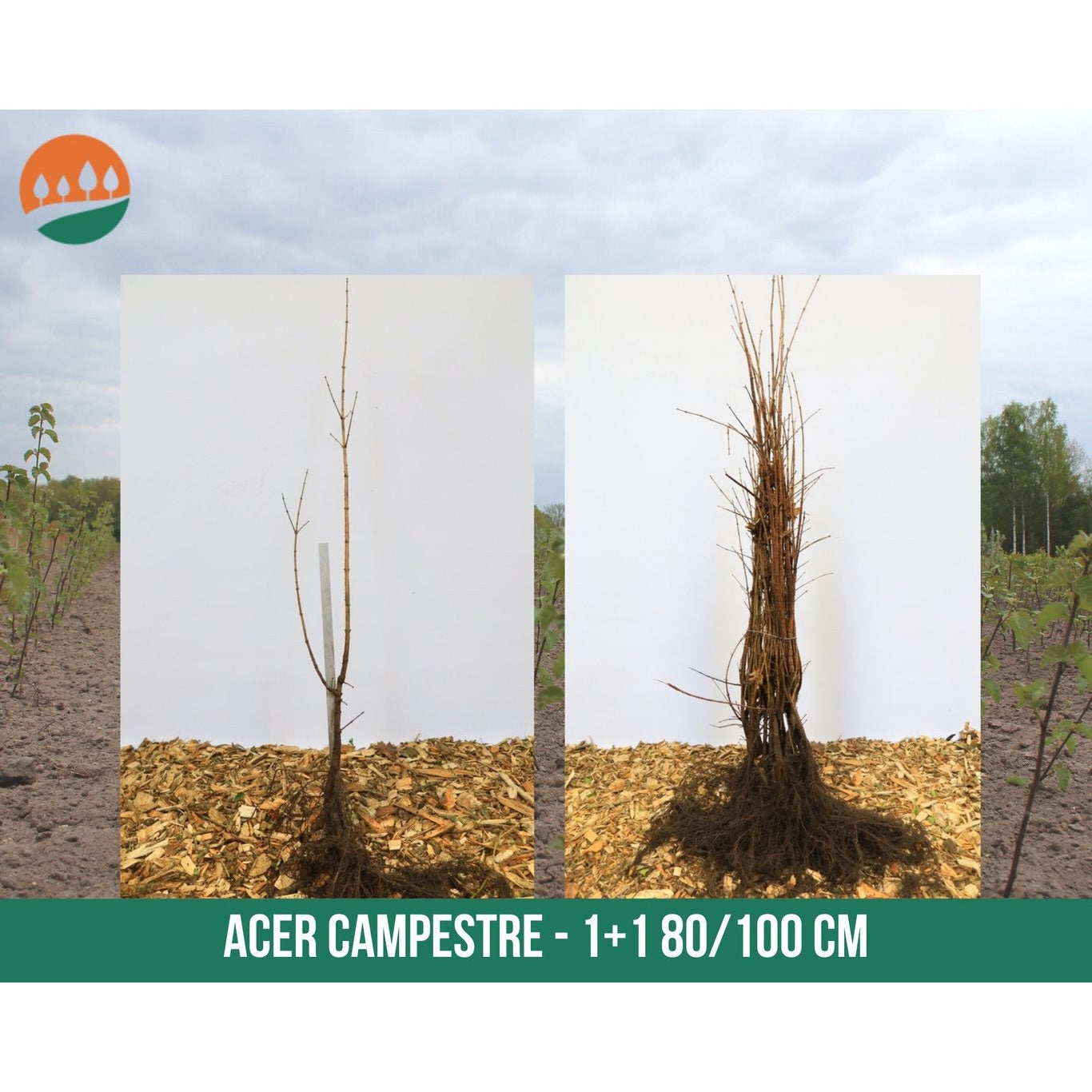 Fältlönn – Acer campestre - 80-120 CM bare root 1/1