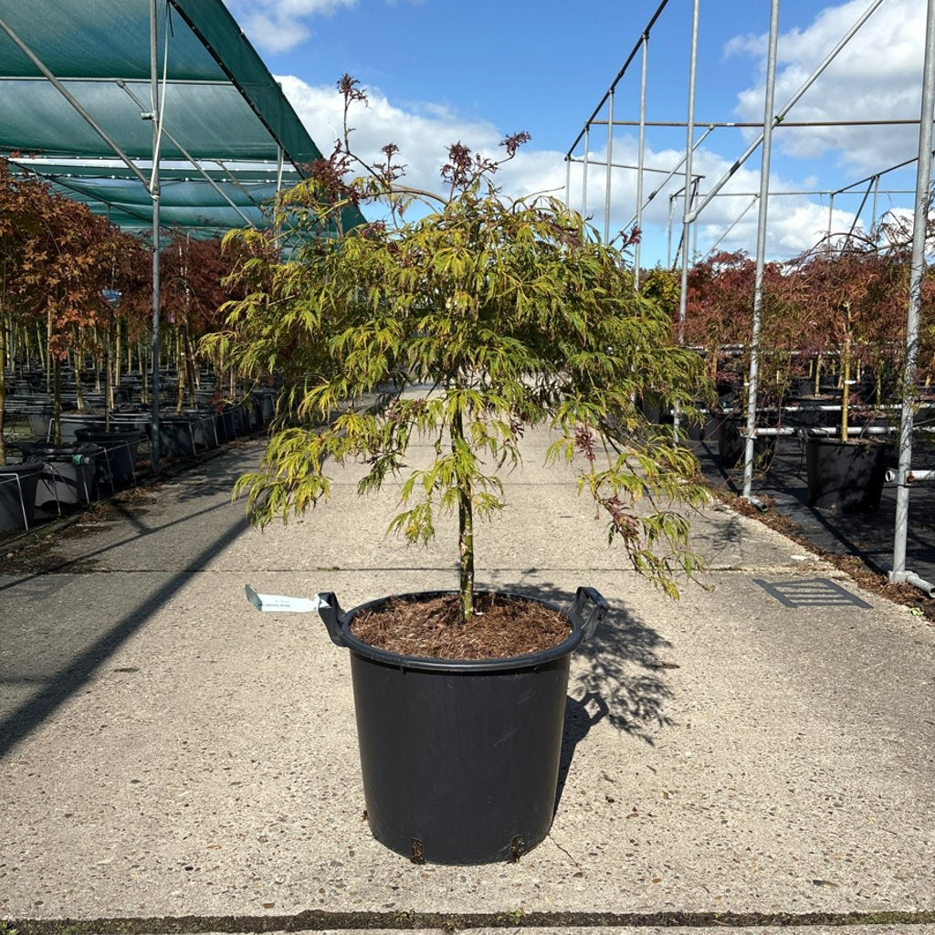 Japansk lönn – Acer pal. 'Pendulum Julian' - 50 CM Stem C30