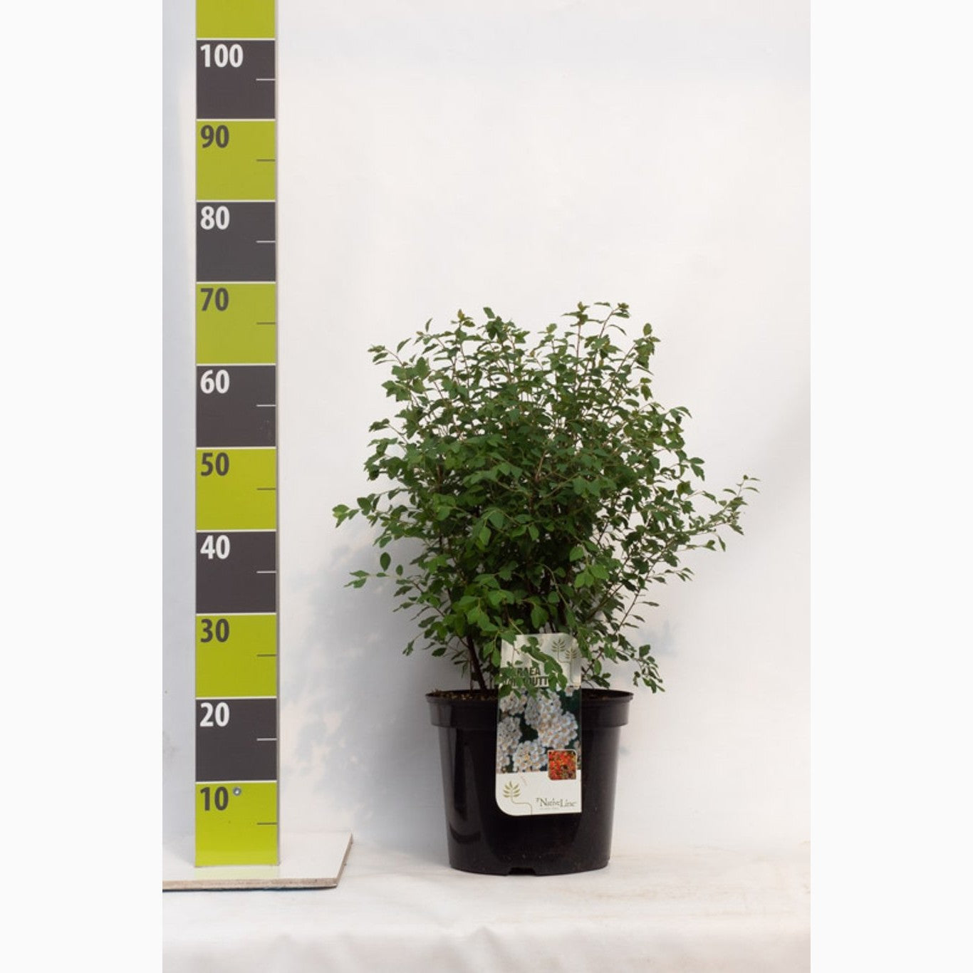 Brudspirea – Spiraea vanhouttei 'Gold Fountain' - C7.5 80-100 CM