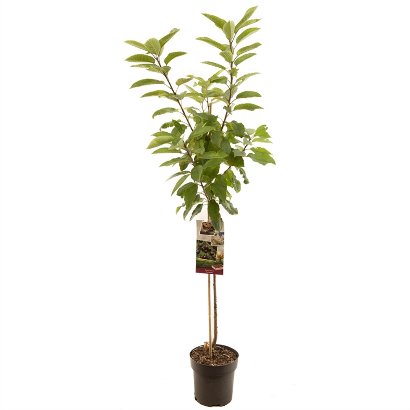 Körsbär – Prunus avium 'Sunburst' - C7.5 Halfstem