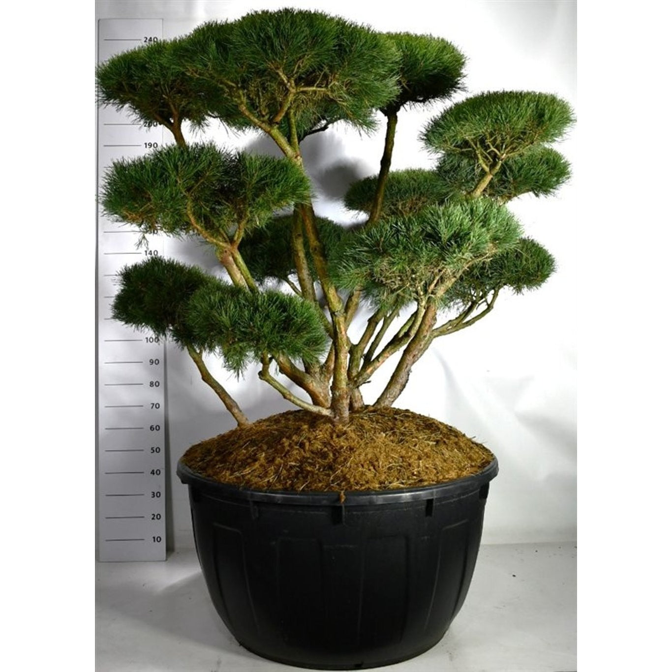 Tall – Pinus sylvestris 'Watereri' - 140-160 CM Bonsai Cont.