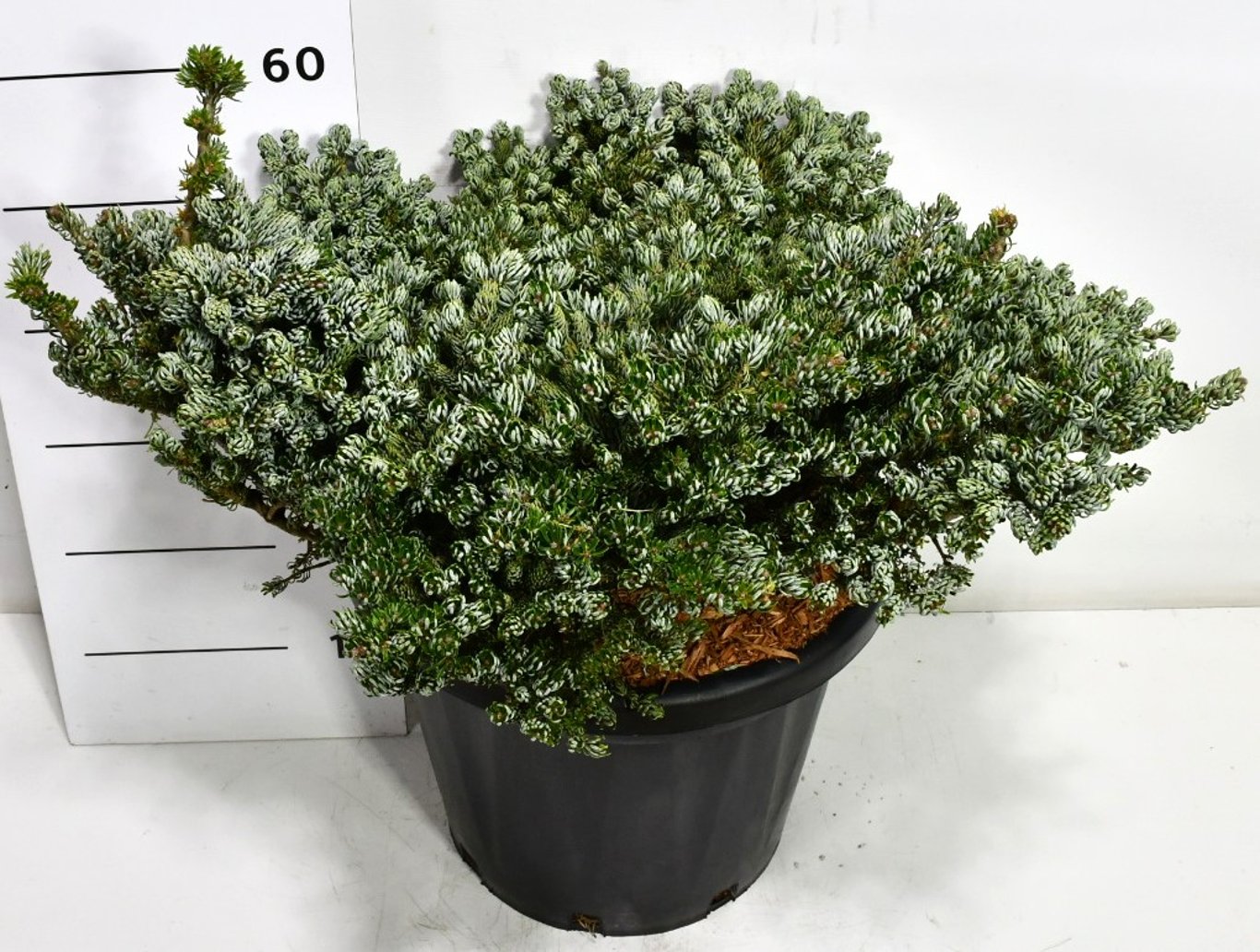 Koreagran – Abies koreana 'Kohout's Icebreaker' - C25 60-70 cm.