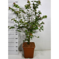 Japansk lönn – Acer palmatum 'Beni-maiko' - C15 125/+ cm.