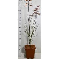 Japansk lönn – Acer palmatum 'Sumi-nagashi' - C15 125/+ cm.