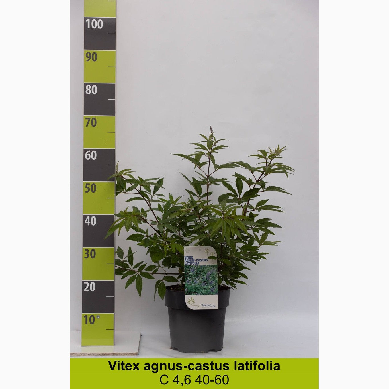 Munkpeppar – Vitex agnus-castus latifolia - C4,6 50-60 CM