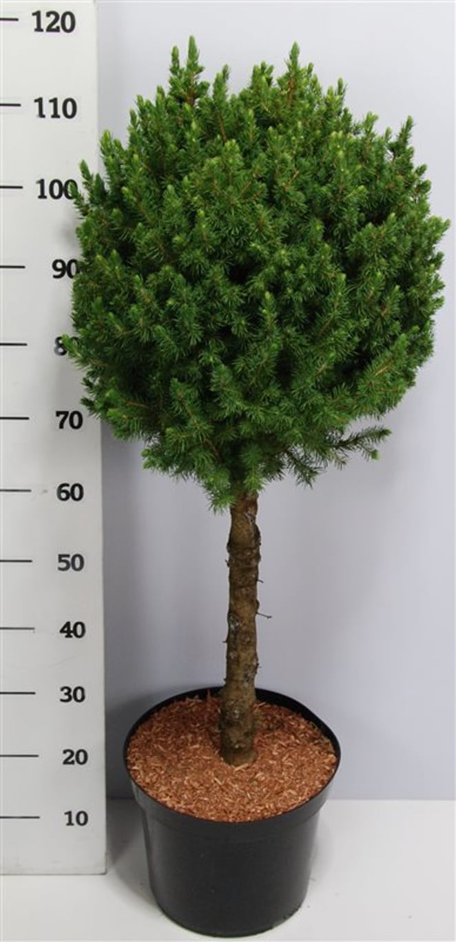 Albertagran – Picea glauca 'Conica' - C12 60 cm. Stam