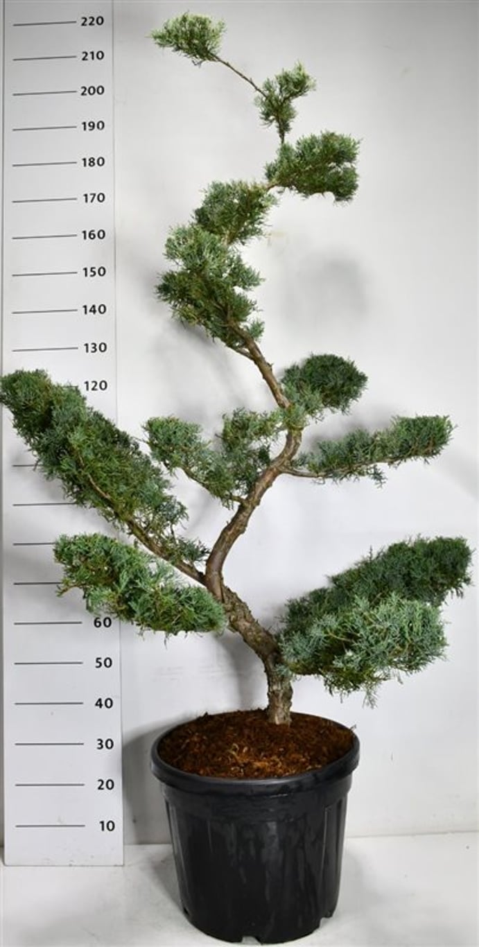 Virginsk en – Juniperus virginiana &