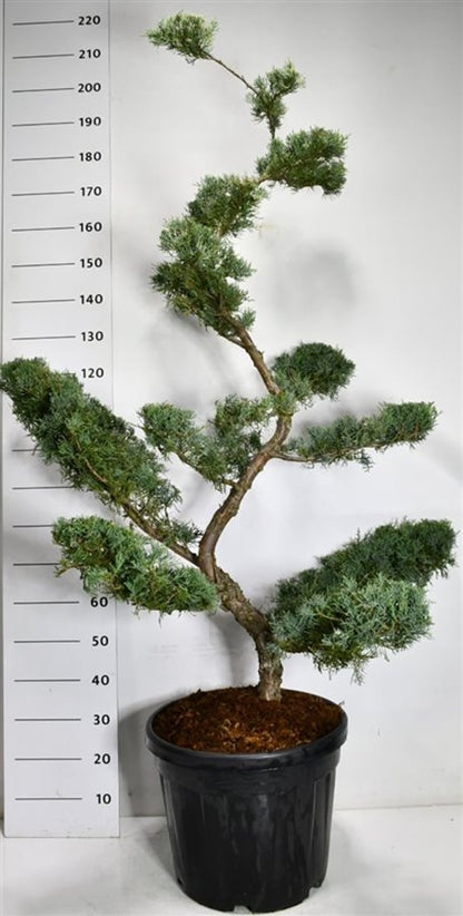 Virginsk en – Juniperus virginiana &