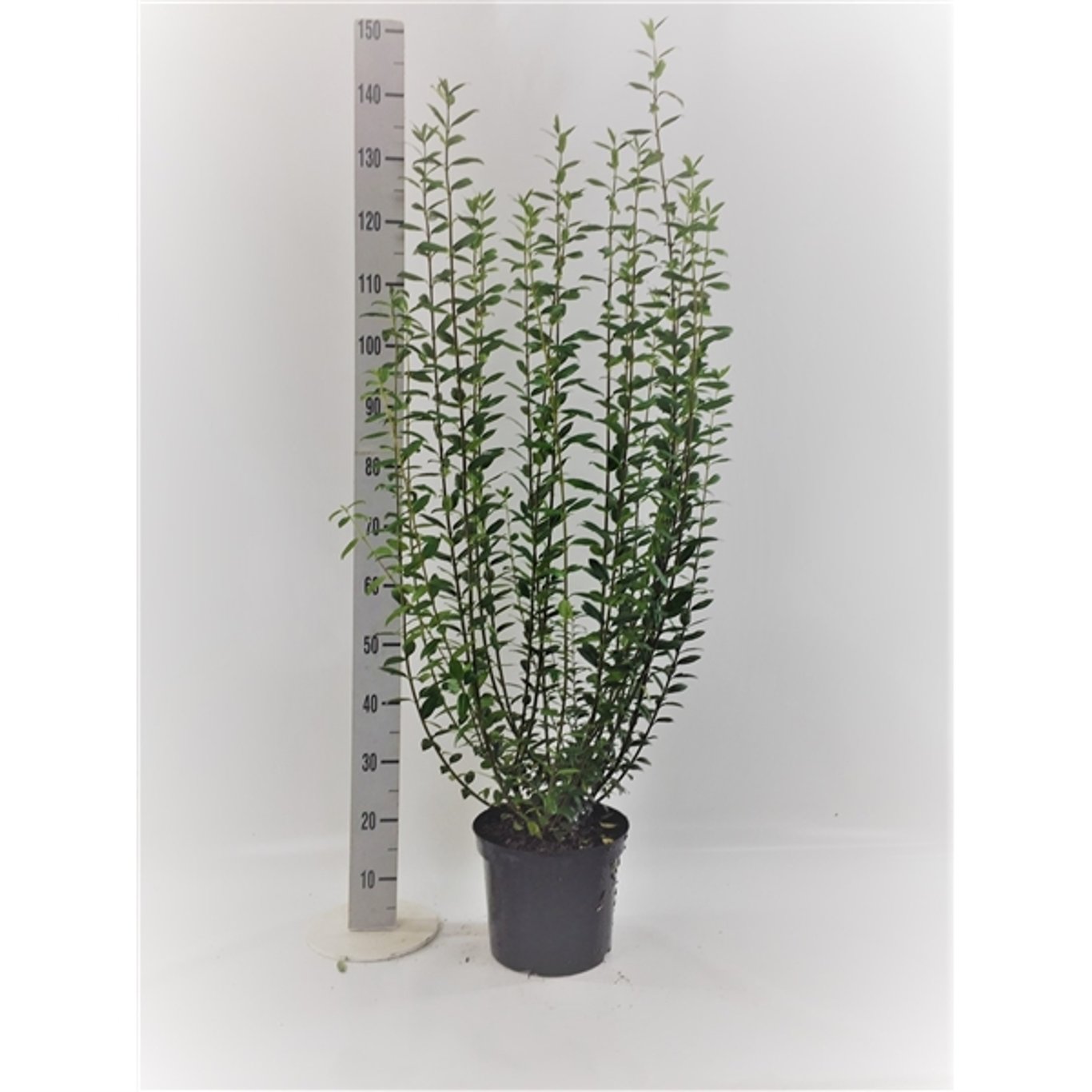 Liguster – Ligustrum vulgare 'Atrovirens' - C15 100-125 CM