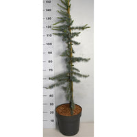Libanonceder – Cedrus libani 'Glauca' - C12 125-150 cm.