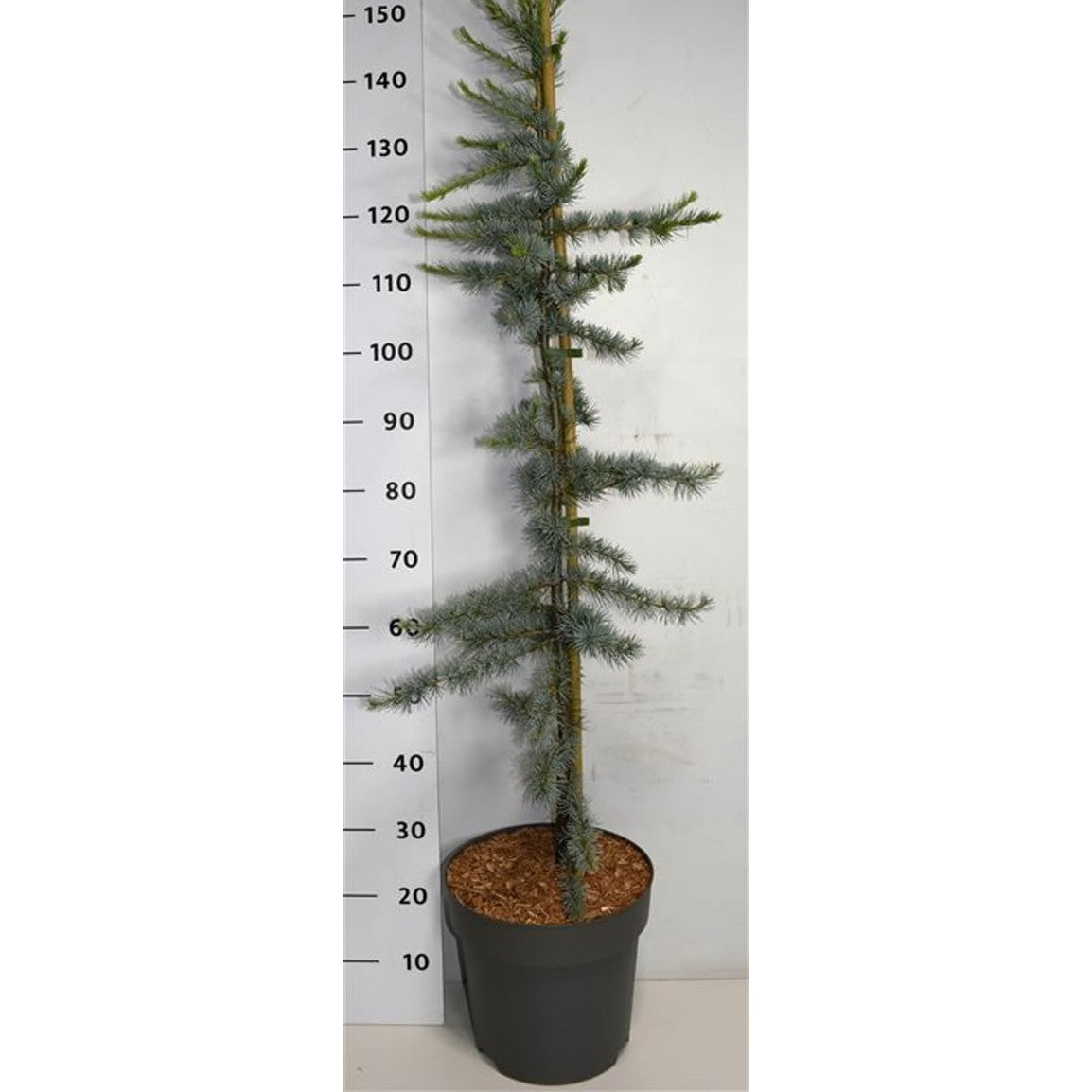 Libanonceder – Cedrus libani 'Glauca' - C12 125-150 cm.