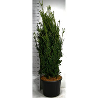 Hybrididegran – Taxus media 'Hillii' - C65 140-160 cm.