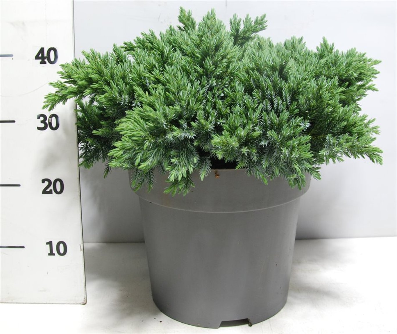 Himalaya-en – Juniperus squamata &