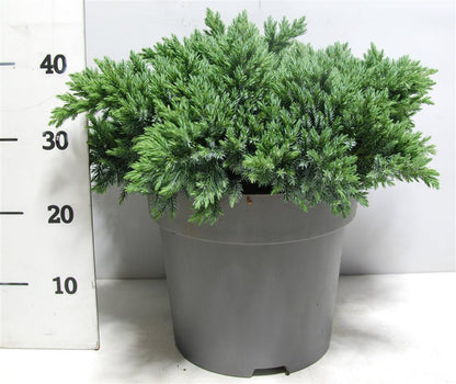 Himalaya-en – Juniperus squamata &