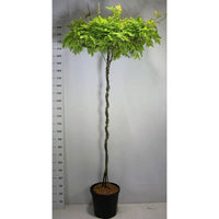 Japansk blåregn – Wisteria brachybotrys 'Yokohama fuji' - C25 180 cm. Dakvorm