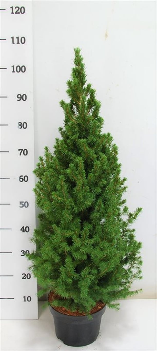 Albertagran – Picea glauca 'Conica' - C5 80-90 cm.