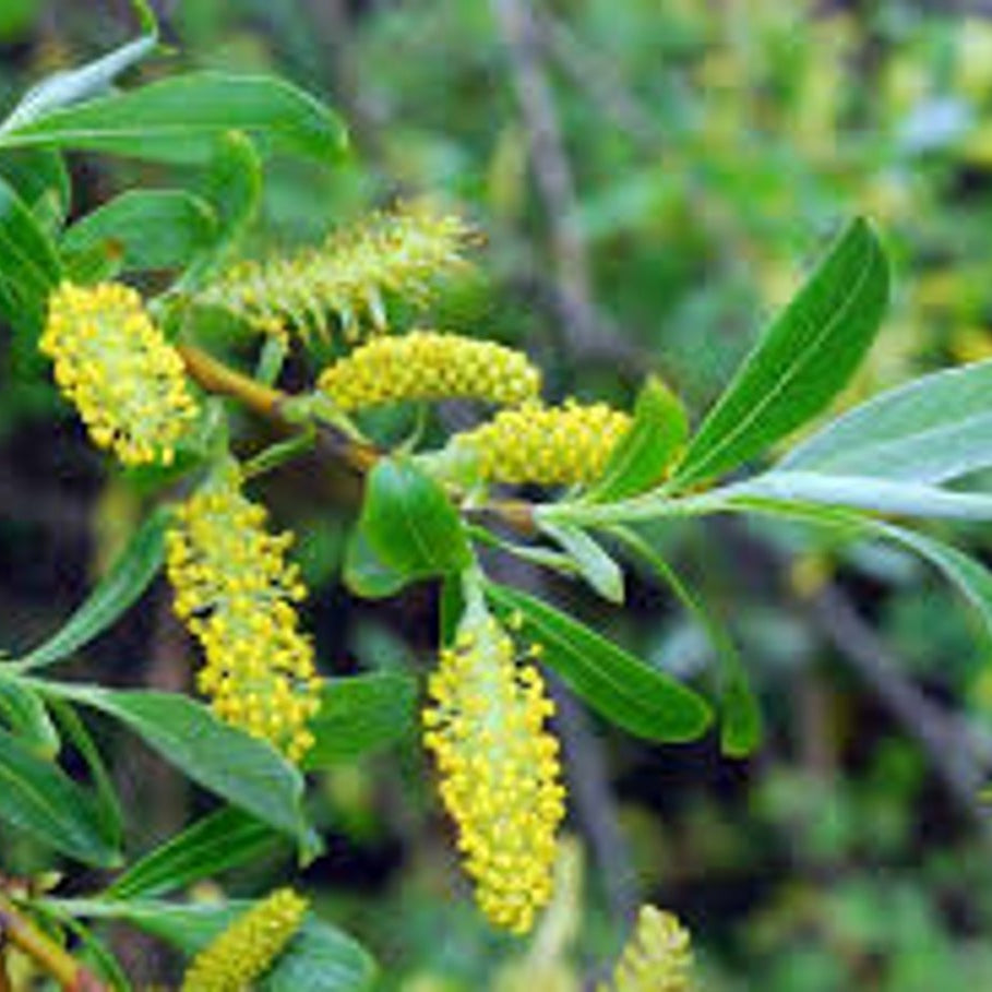 Sprickvide – Salix fragilis - 80-120 CM bare root 0/1 3-5 branche