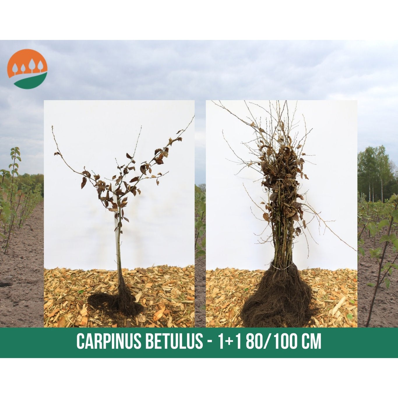 Avenbok – Carpinus betulus - 80-100 CM bare root 1/1