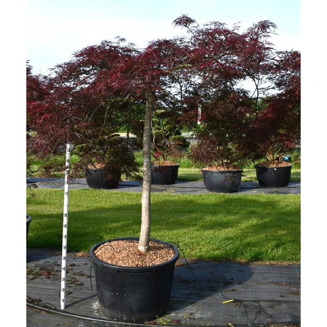 Japansk lönn – Acer pal. 'Nigrum' - 150 CM Stem Cont.