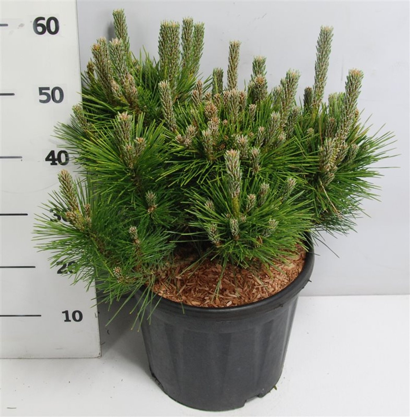 Japansk svarttall – Pinus thunbergii &
