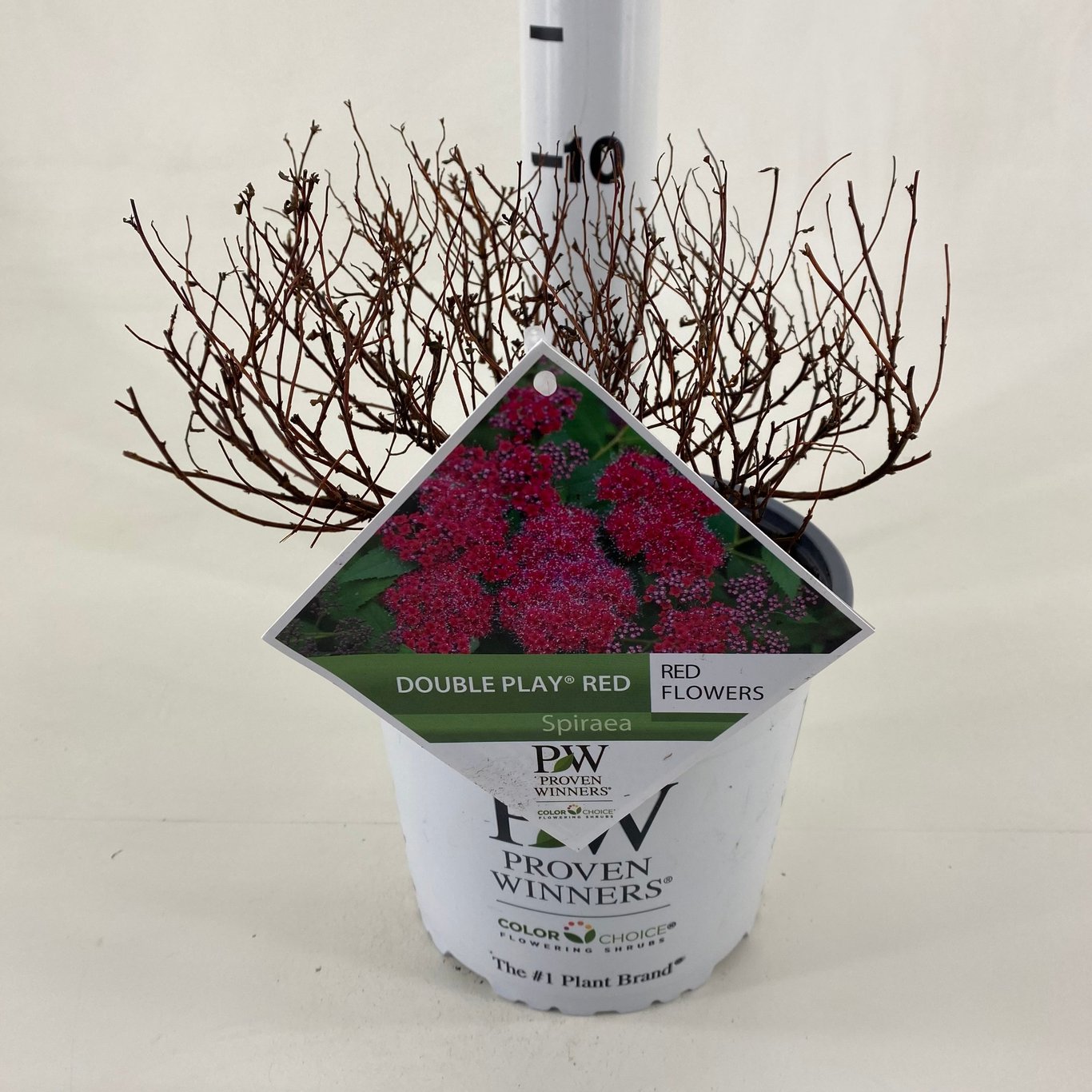 Praktspirea – Spiraea japonica DOUBLE PLAY 'Red'® - C3 20-30 CM