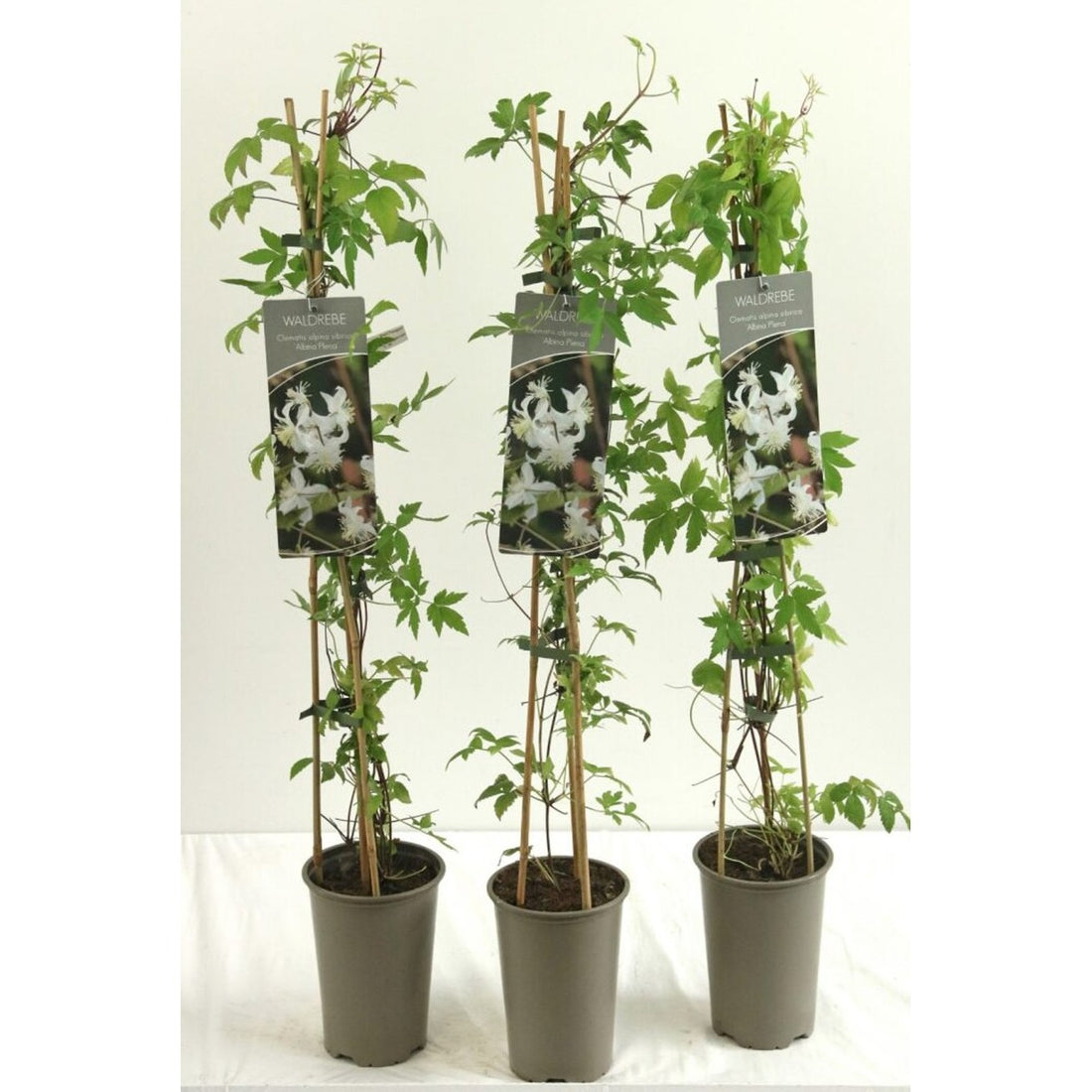 Klematis – Clematis &