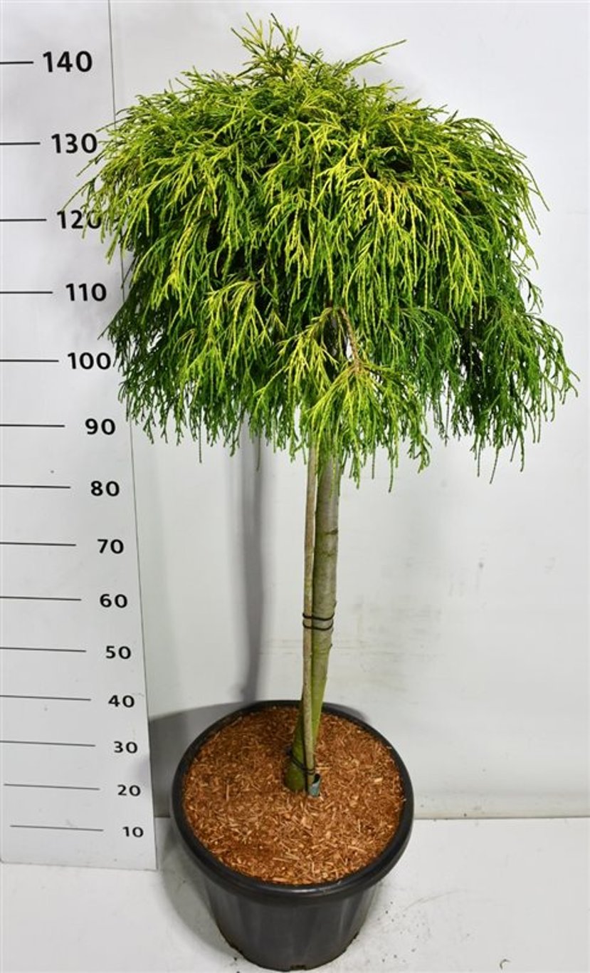 Ädelcypress – Chamaecyparis pisifera &