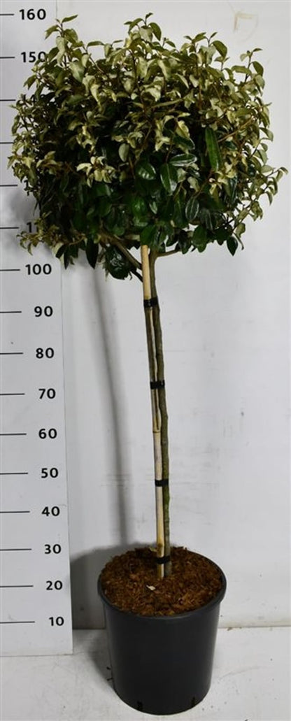 Silverolvon – Elaeagnus ebbingei &
