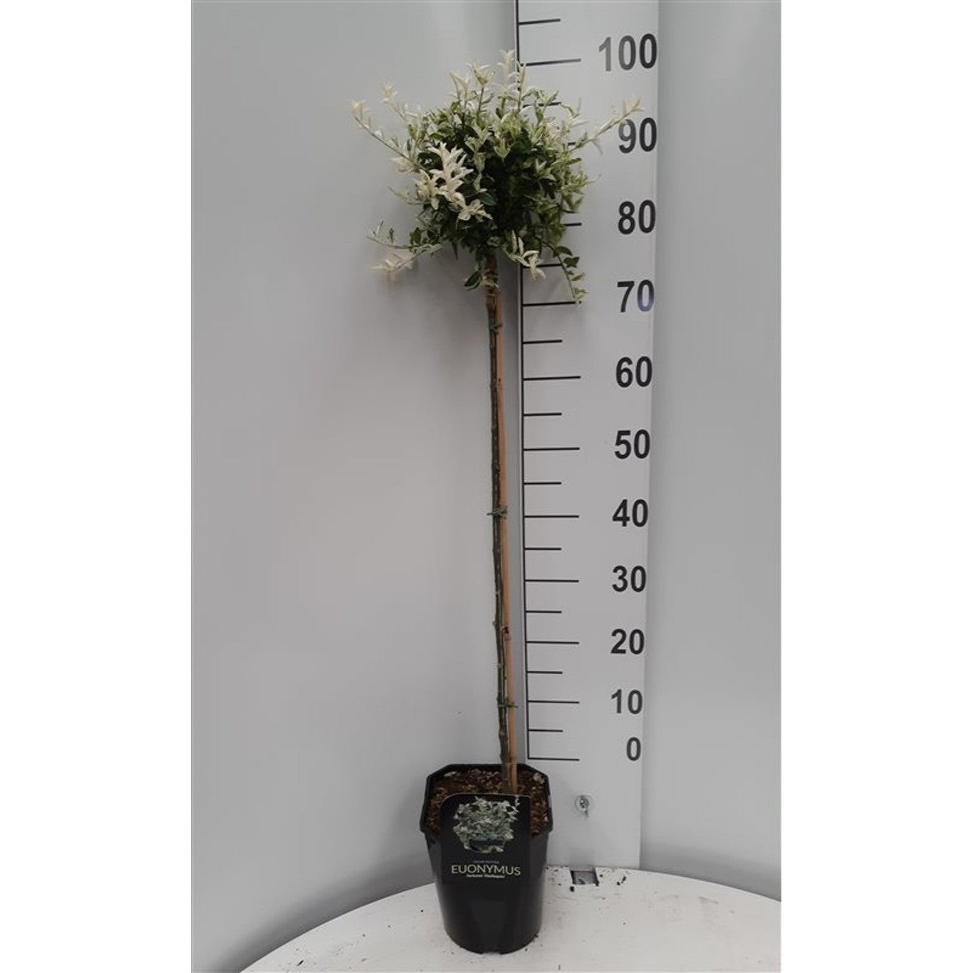 Klätterbenved – Euonymus fortunei 'Harlequin' - 80 CM Stem C5