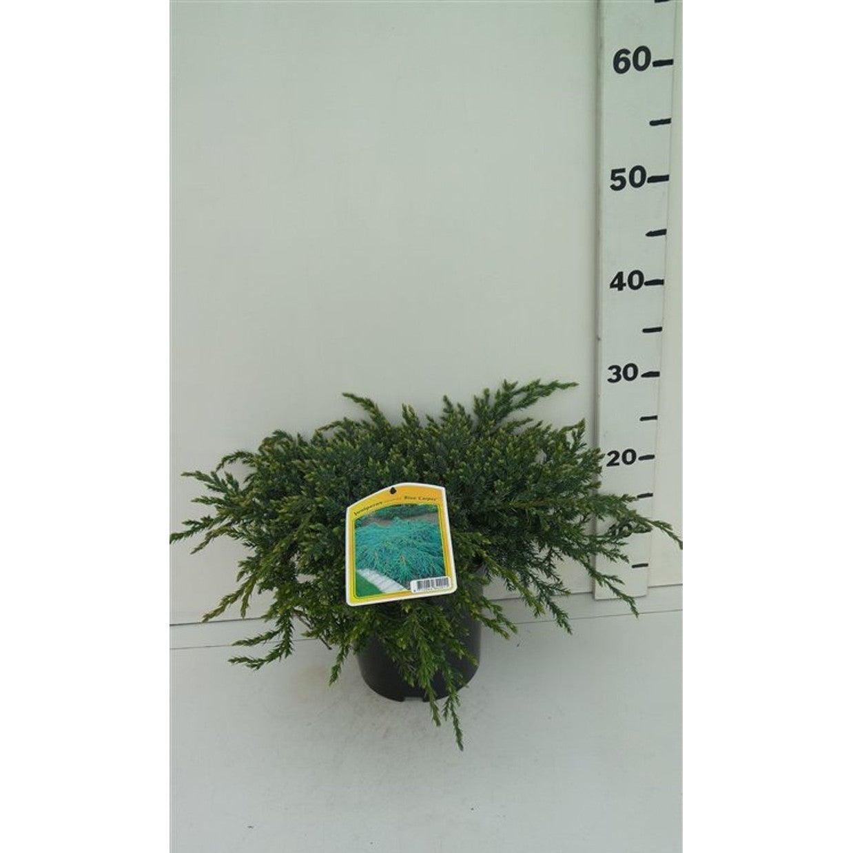 Fjäll-en – Juniperus squamata 'Blue Carpet' - C3 30-40 CM