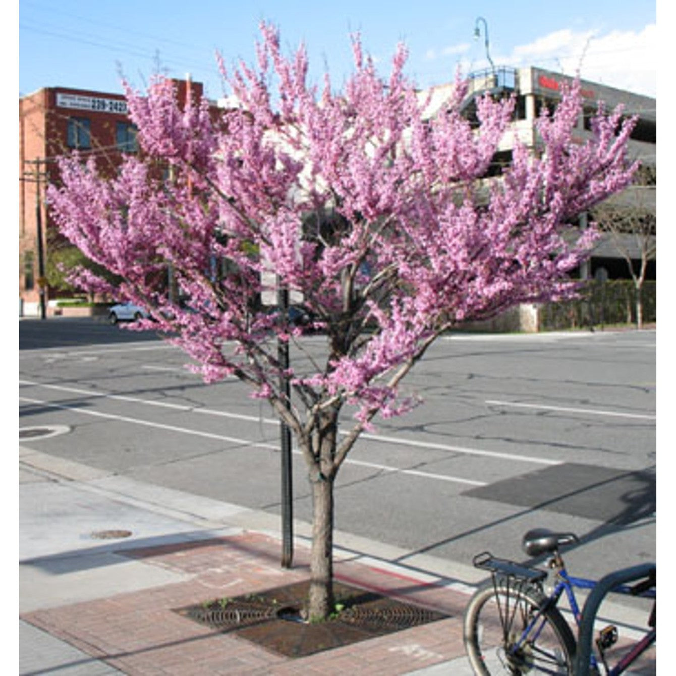 Judasträd – Cercis canadensis - C35 8/10 HO/ST
