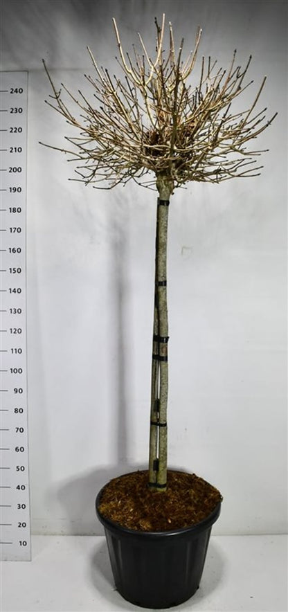 Spetslönn – Acer platanoides &