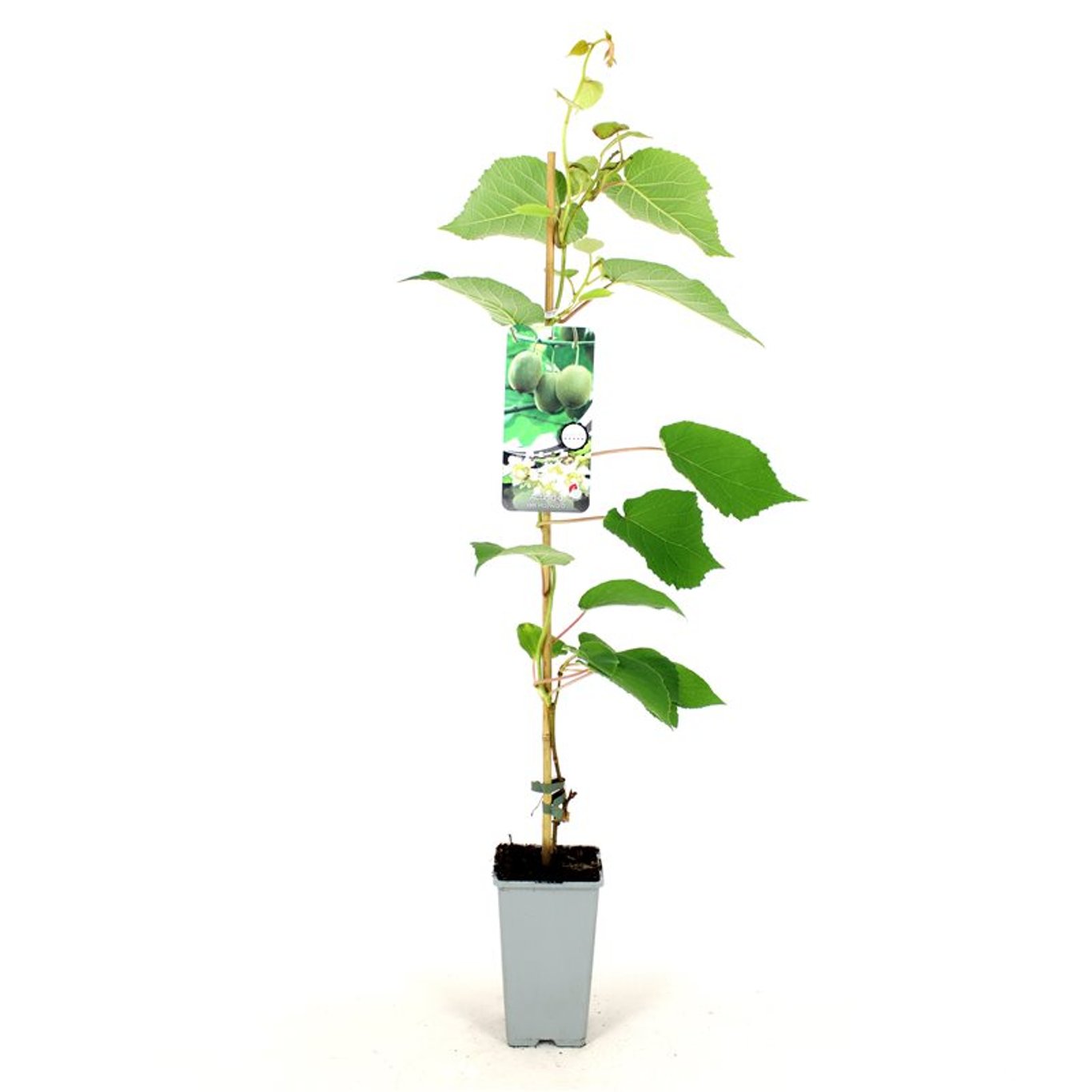 Minikiwi – Actinidia d. 'Hayward' - C2 80-100 CM Stick