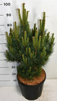Tall – Pinus sylvestris 'Watereri' - C18 60-70 cm.