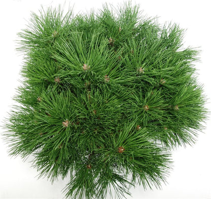 Svarttall – Pinus nigra &