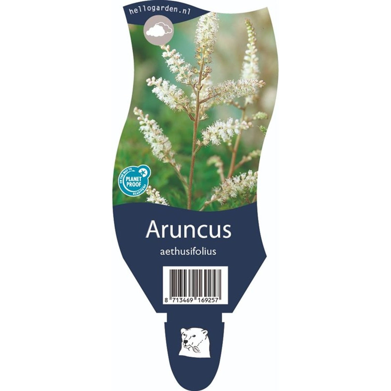 Dvärgrönn – Aruncus aethusifolius - P11