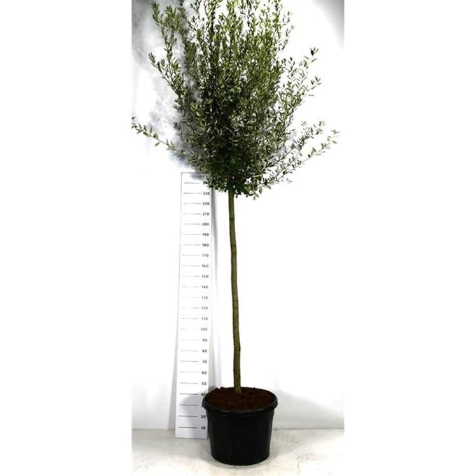 Stenek – Quercus ilex - C110 190 cm. Stam