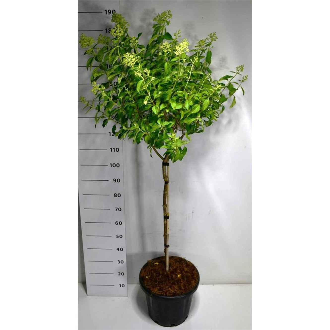 Syrenhortensia – Hydrangea paniculata 'little lime' - C18 80 cm. Stam