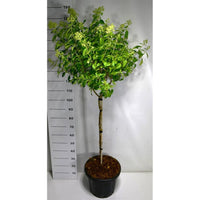 Syrenhortensia – Hydrangea paniculata 'little lime' - C18 80 cm. Stam