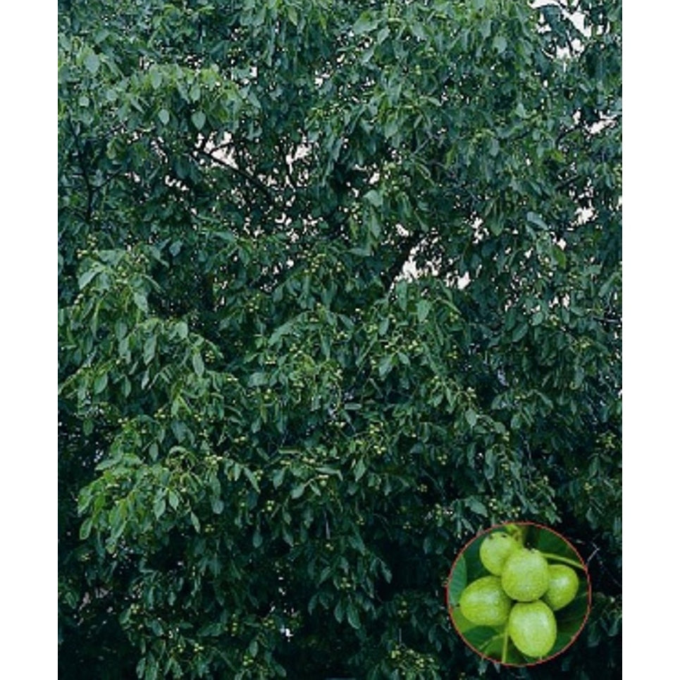 Valnöt – Juglans regia 'Broadview' - C20 6/8  150 CM Stem