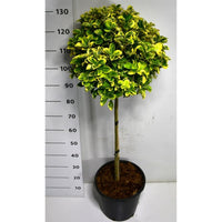 Japansk benved – Euonymus japonicus 'Aureus' - C18 60 cm. Stam