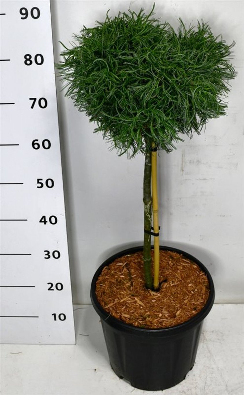 Västra vit­tall – Pinus strobus 'Green Curls' - C13 40 cm. Stam