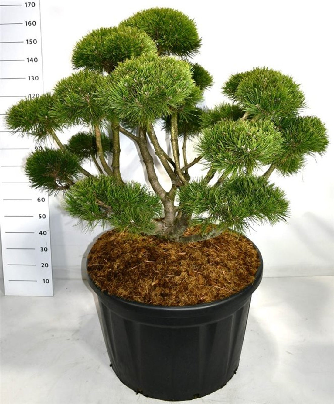 Bergtall – Pinus mugo &