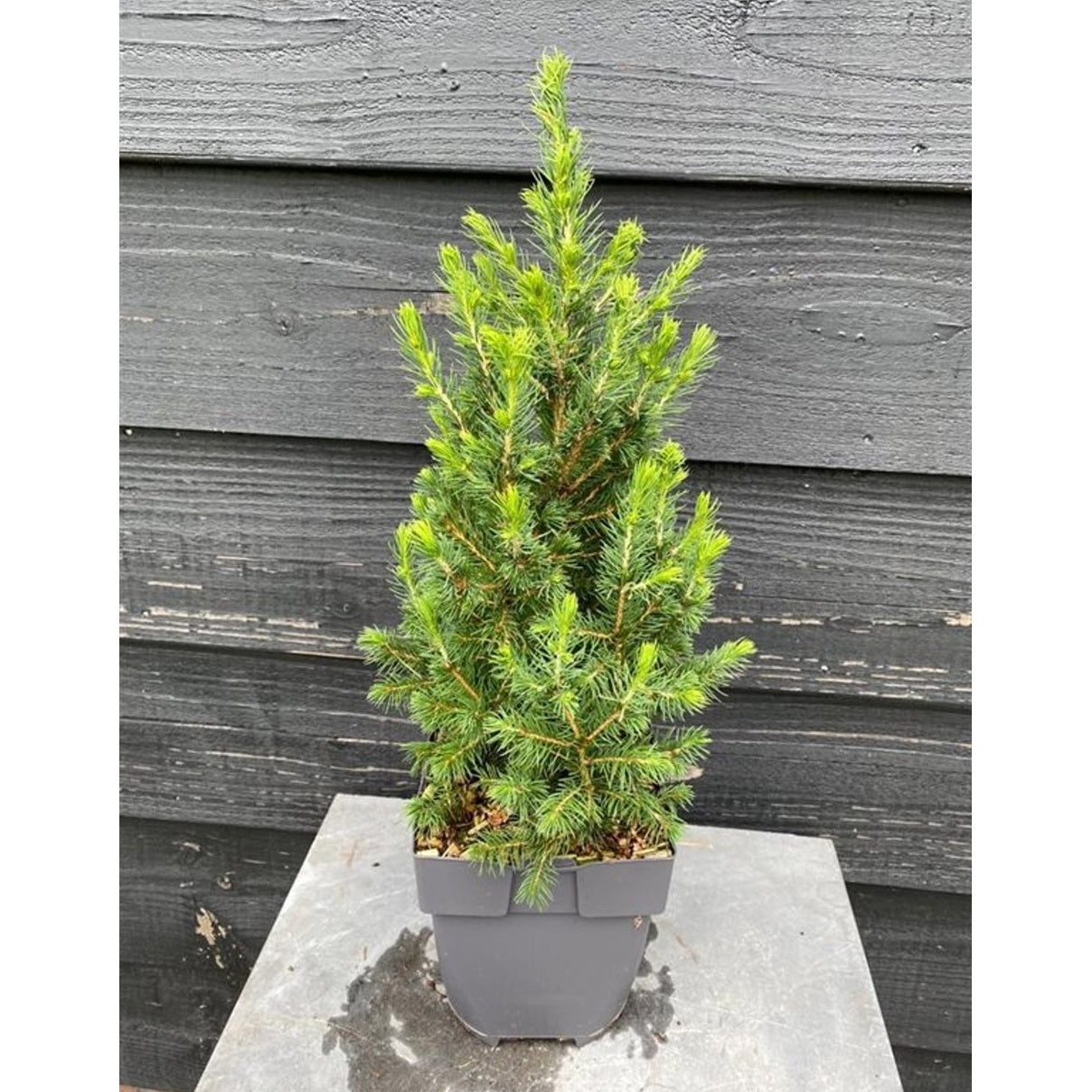 Vitgran – Picea glauca 'Conica' - C2