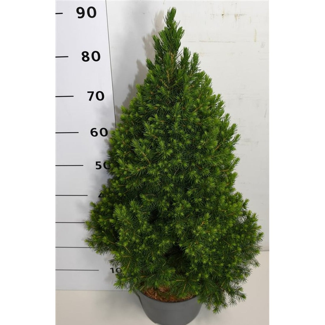 Albertagran – Picea glauca &