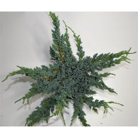 Himalaya-en – Juniperus squamata 'Meyeri' - C7.5 40-50 cm.