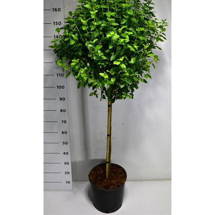 Städsegrönt olvon – Viburnum tinus &