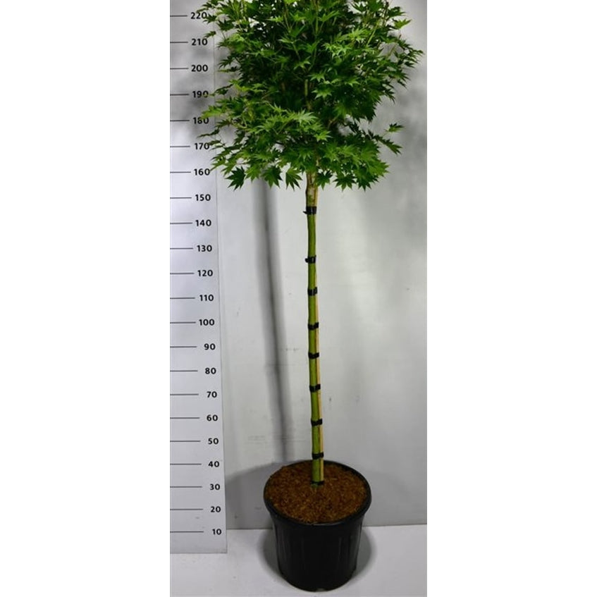 Japansk solfjäderslönn – Acer shirasawanum 'Jordan' - C35 120 cm. Stam