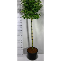 Japansk solfjäderslönn – Acer shirasawanum 'Jordan' - C35 120 cm. Stam